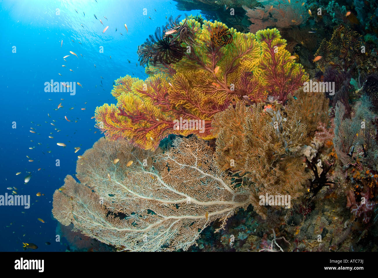 reiche Riff mit Gorgonien Subergorgia Mollis Acalycigorgia sp Raja Ampat Irian Jaya West Papua Pazifik Indonesien Stockfoto