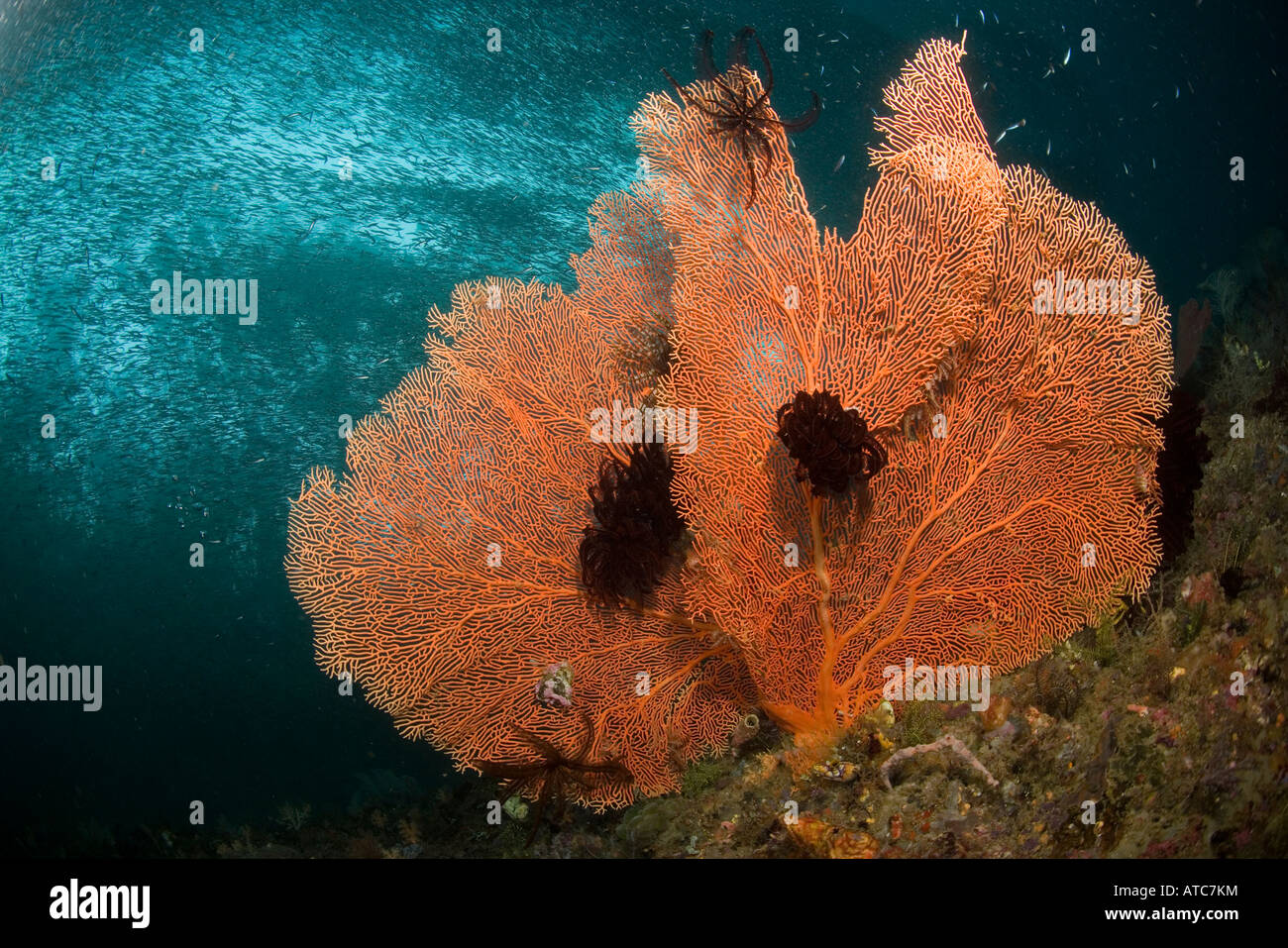 Gorgonien mit Sardellen Shool hinter Subergorgia Mollis Raja Ampat Irian Jaya West Papua Pazifik Indonesien Stockfoto