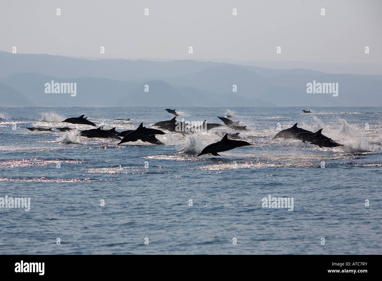 langer Schnabel gemeine Delfine Delphinus Capensis wilde Küste Transkei südöstlich Afrika Indischer Ozean Mosambik Stockfoto
