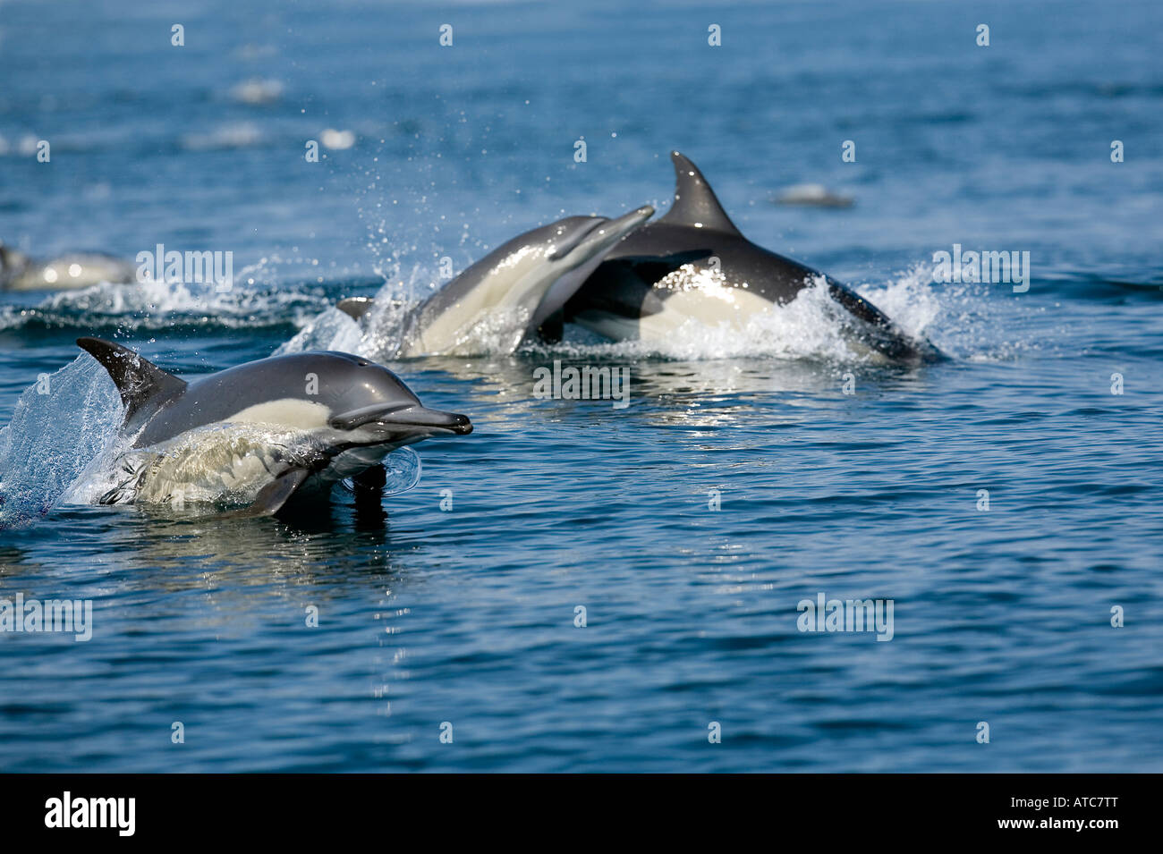 langer Schnabel gemeine Delfine Delphinus Capensis wilde Küste Transkei südöstlich Afrika Indischer Ozean Mosambik Stockfoto