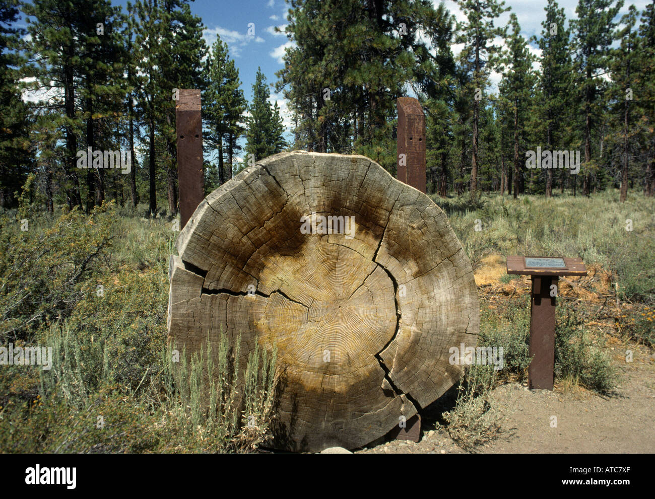 Baumringe zeigen National Forest Service center Lake Tahoe California Wachstum alter Anlage Alter alte Jahreszeiten Stockfoto
