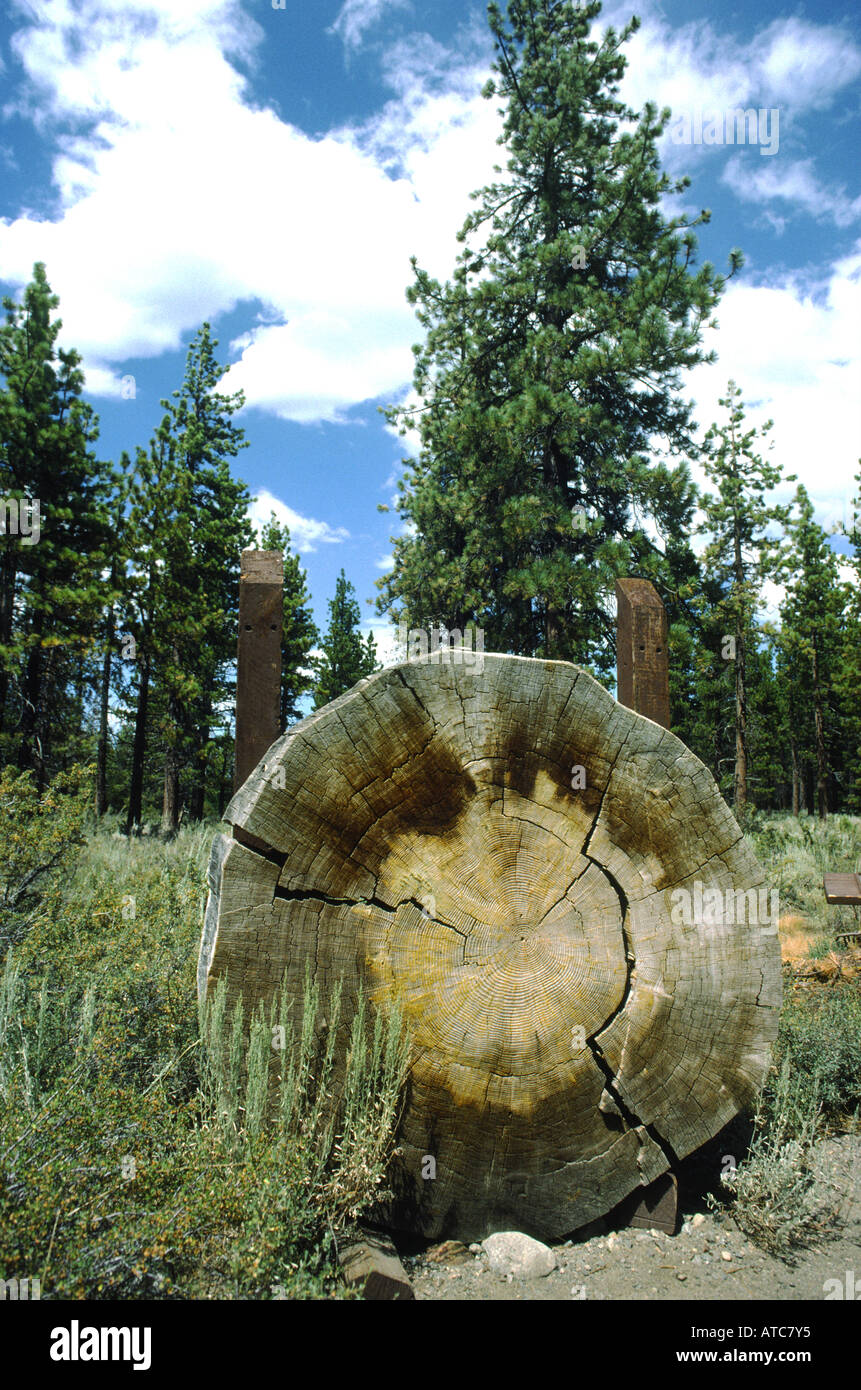 Pine Tree ringe National Forest Service Center Lake Tahoe California alter Anlage anzeigen Stockfoto