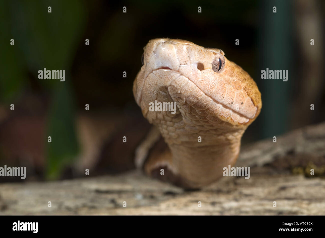 Copperhead (Agkistrodon Contortrix), portrait Stockfoto