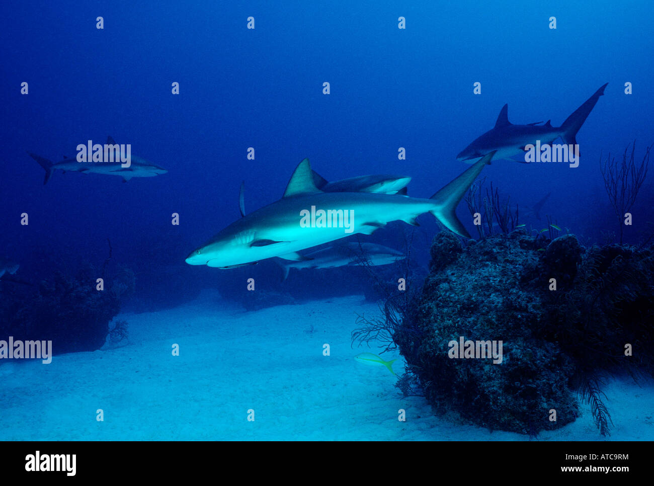 Caribbean Reef Sharks Carcharhinus Perezi Karibik-Bahamas Stockfoto