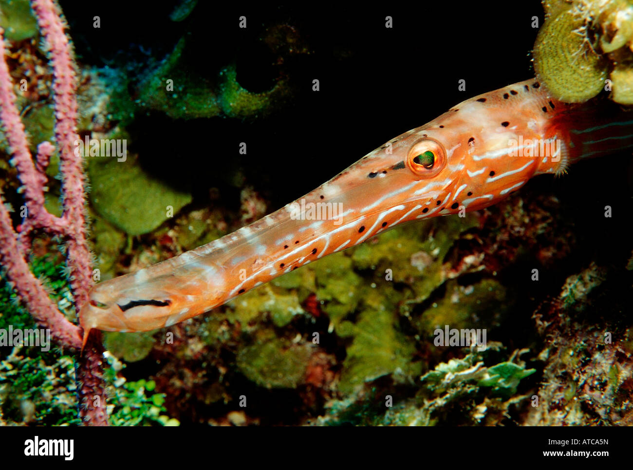 Trumpetfish Aulostomus Maculatus Karibik Curacao Stockfoto