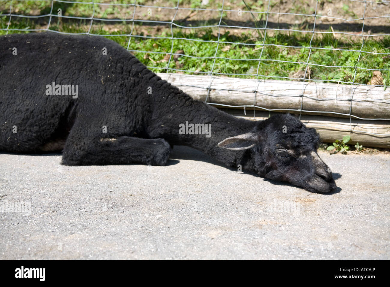 schwarze Alpaka liegen faul in der Etage Stockfoto schwarze Alpaka liegen faul in der Etage Stockfoto