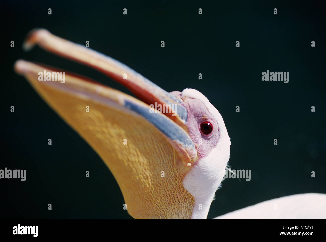 Ein Pelikan an der Küste von Namibia Stockfoto