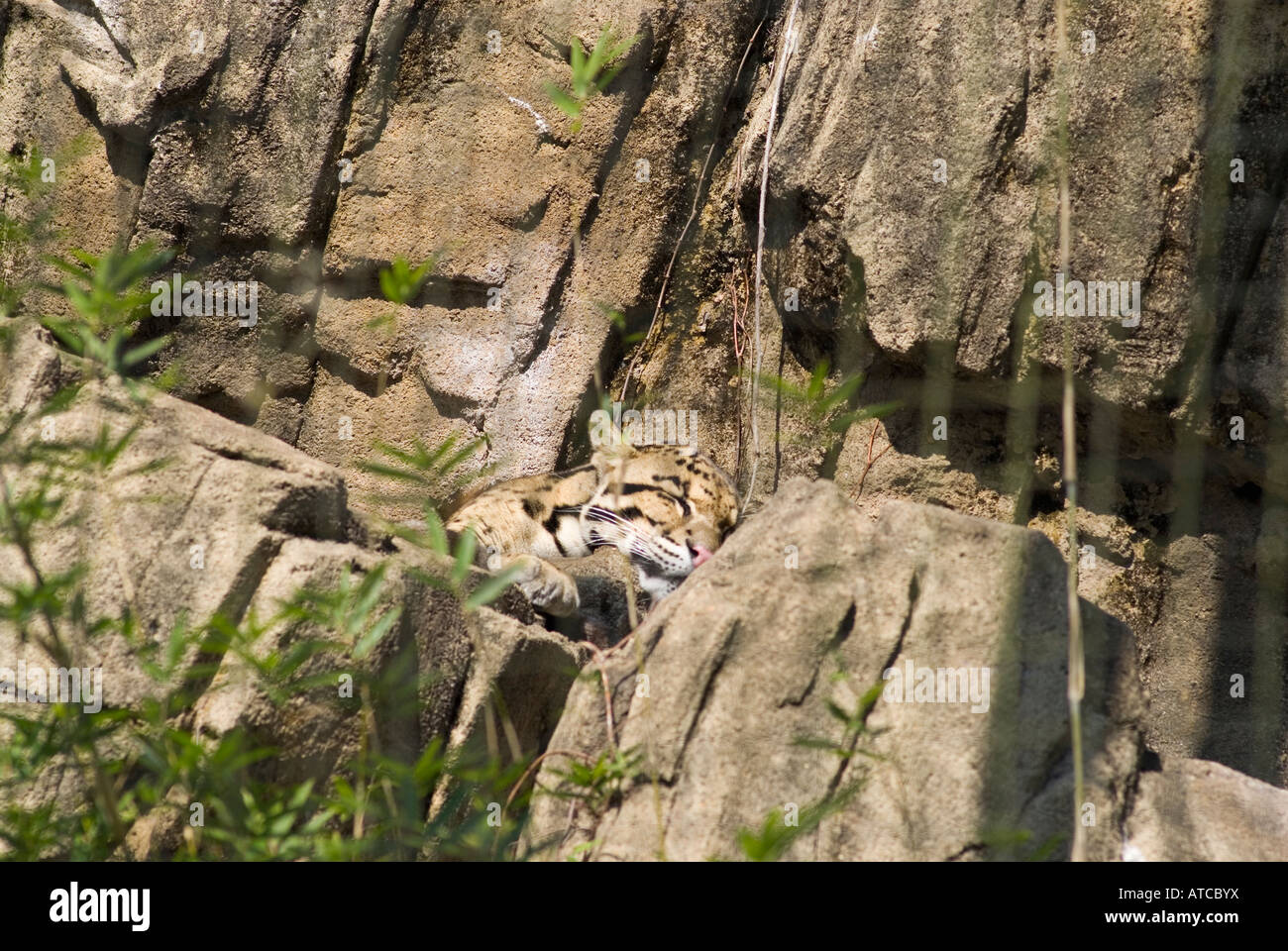 Ein getrübt Leopard genießt seine Nickerchen inmitten des Bambus und Felsen an der Houston Zoo-Texas-USA Stockfoto