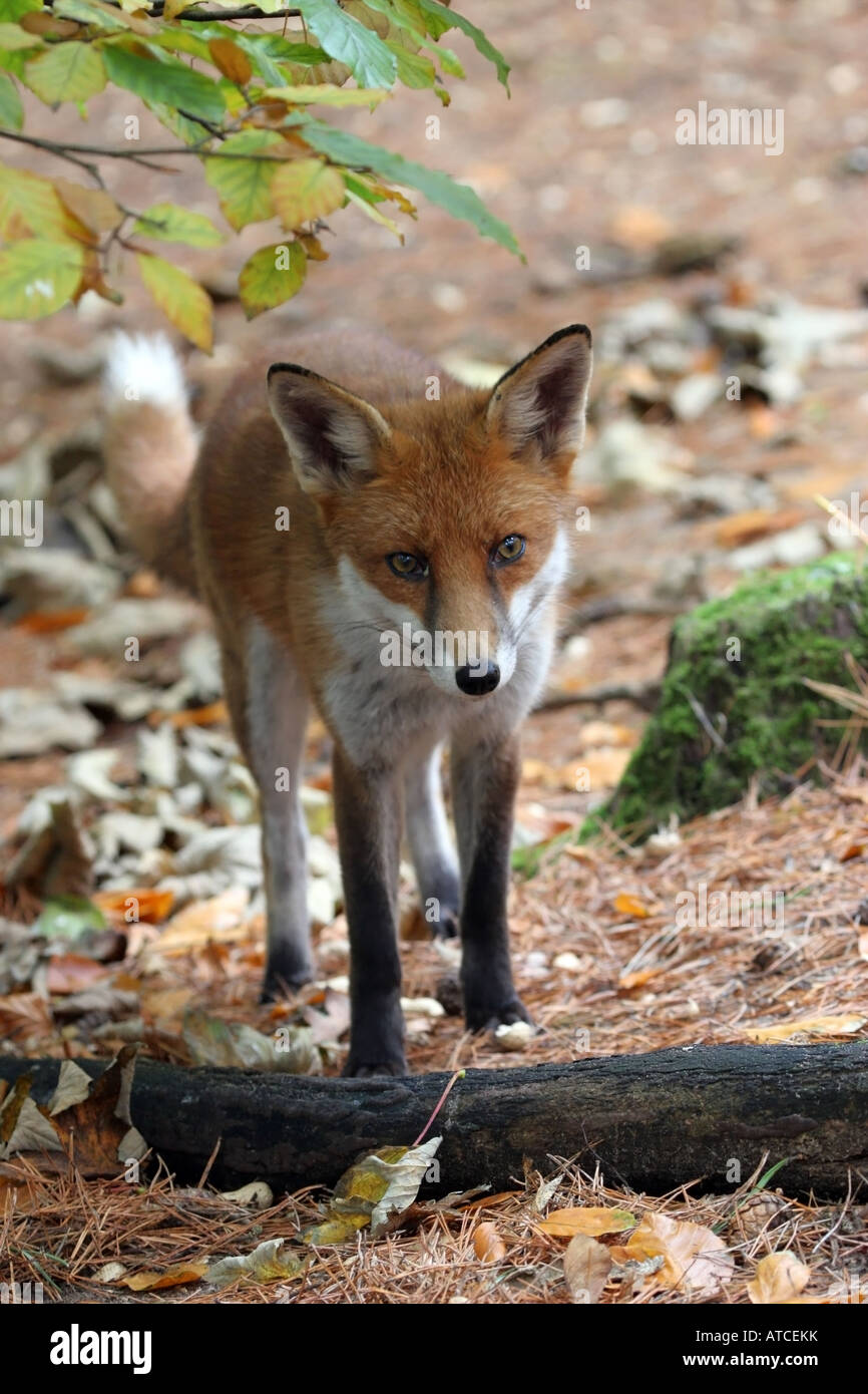 Rotfuchs Vulpes Vulpes im Lebensraum Wald Stockfoto