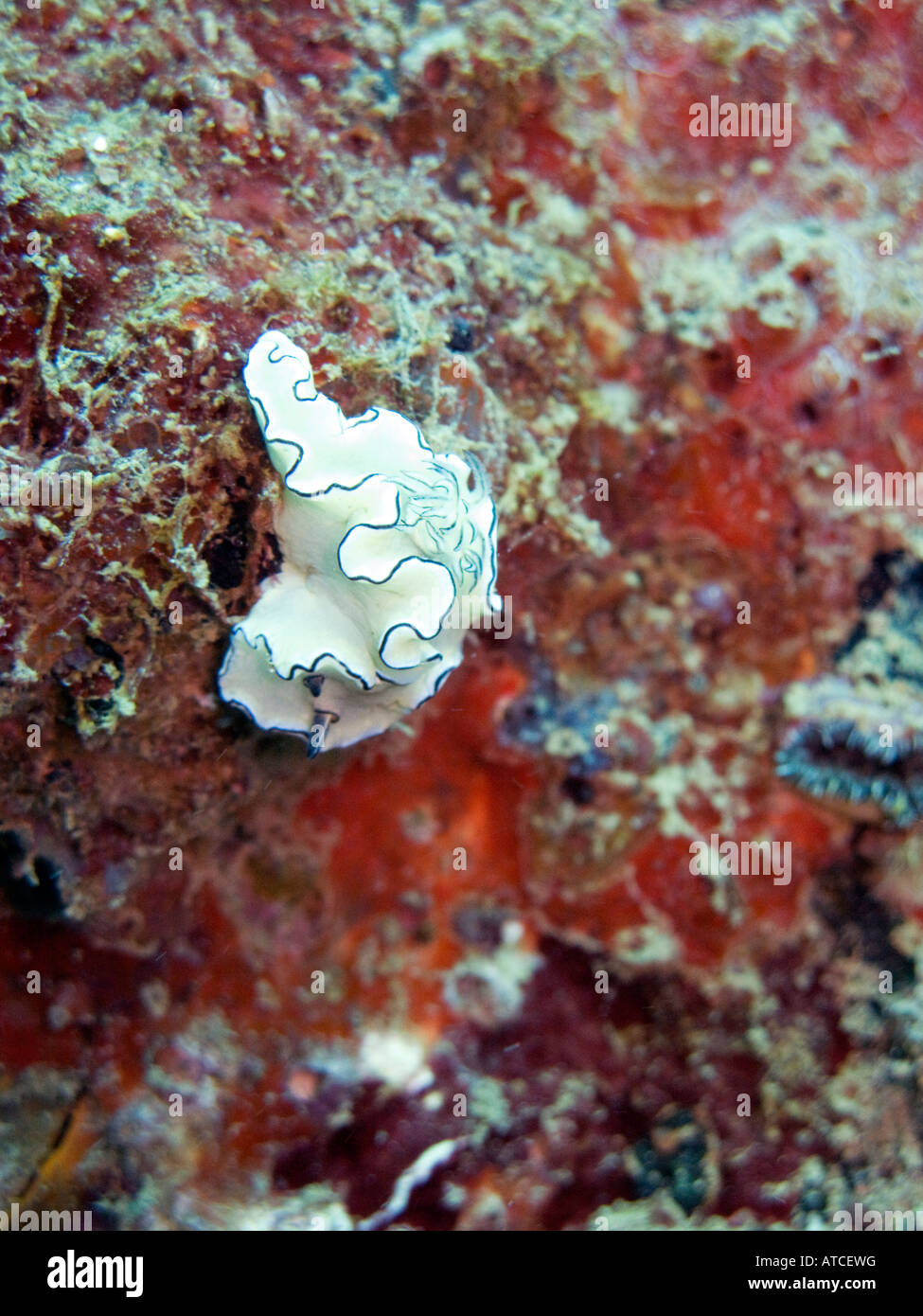 Weiße Nacktschnecke mit blauen Rändern Boonsung Wrack, Andamanensee, Thailand Stockfoto