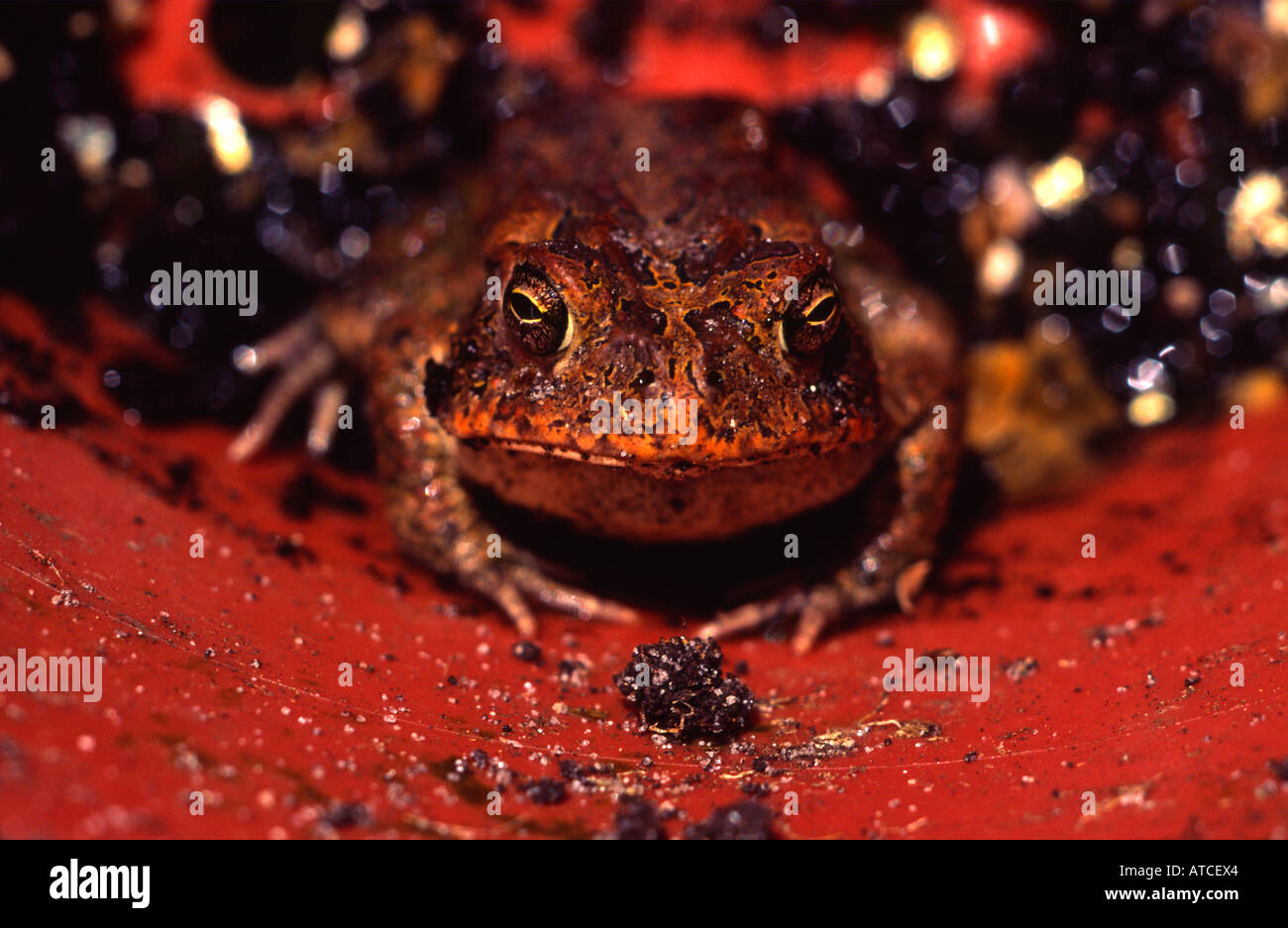 Südlichen Kröte Bufo Terrestris versteckt in einem Hinterhof Blumentopf Bradenton Florida Stockfoto