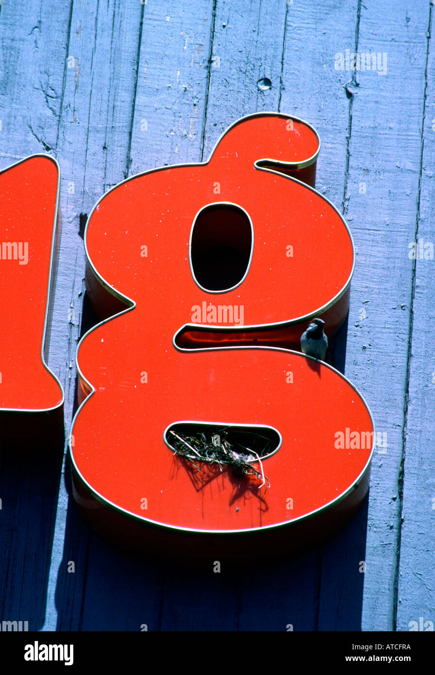 Haussperling Passer Domesticus nisten auf Buchstabe G eines Zeichens Stockfoto