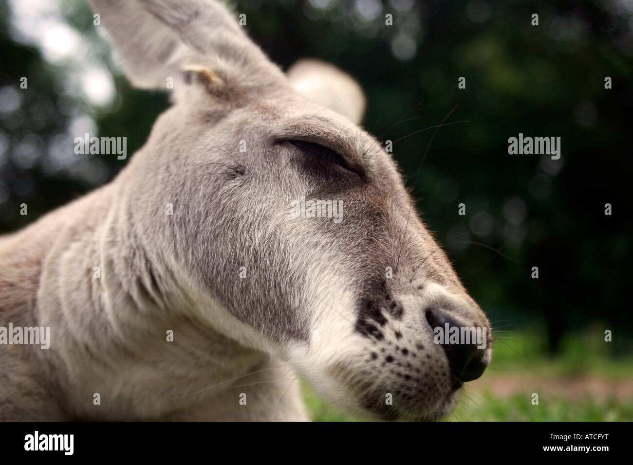Ein graues Känguru, australische Ikone Stockfoto