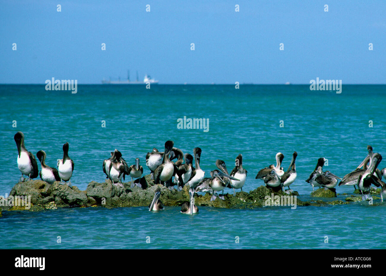 braune Pelikane Pelecanus Occidentalis in der Nähe von Anna Maria Pier Florida Stockfoto