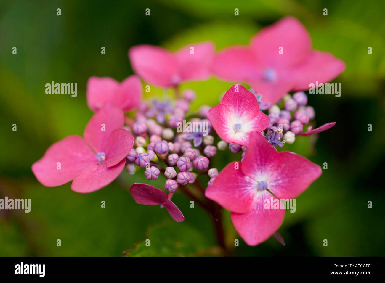 Hydrangea Macrophylla Kardinal Stockfoto