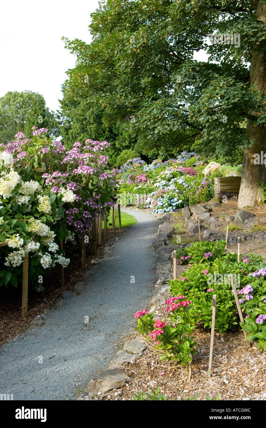 Hortensien nationale Sammlung an Holehird Garten Windermere Stockfoto