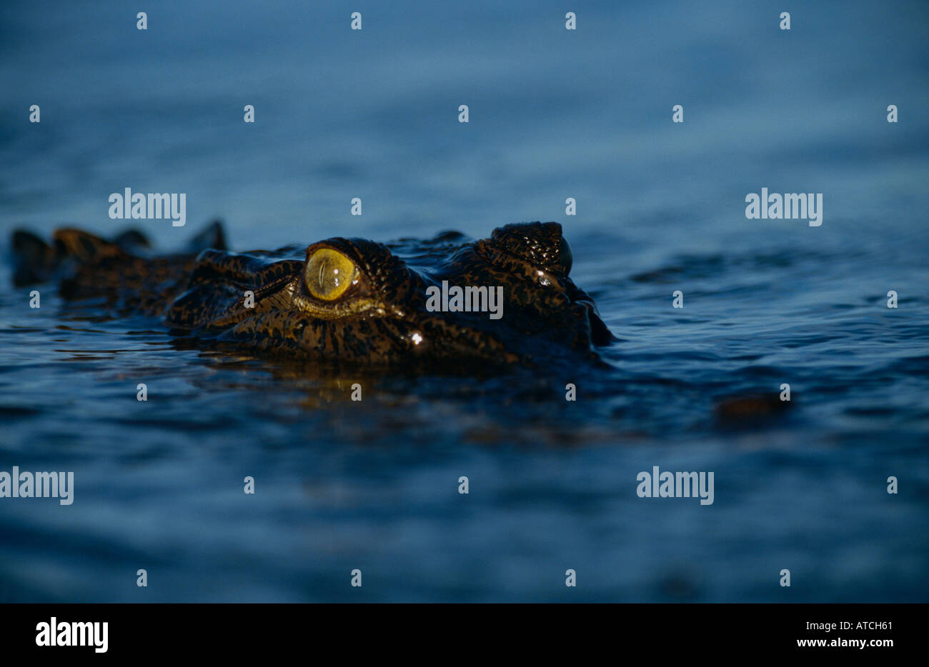 Mündungs-Krokodil (Crocodylus Porosus)-Australien Stockfoto