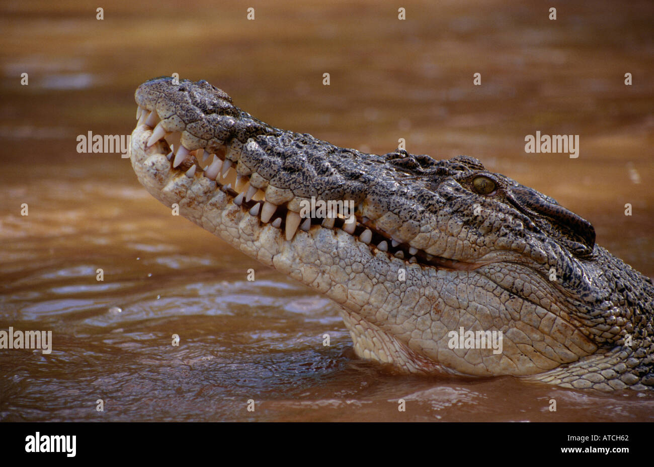 Mündungs-Krokodil (Crocodylus Porosus)-Australien Stockfoto
