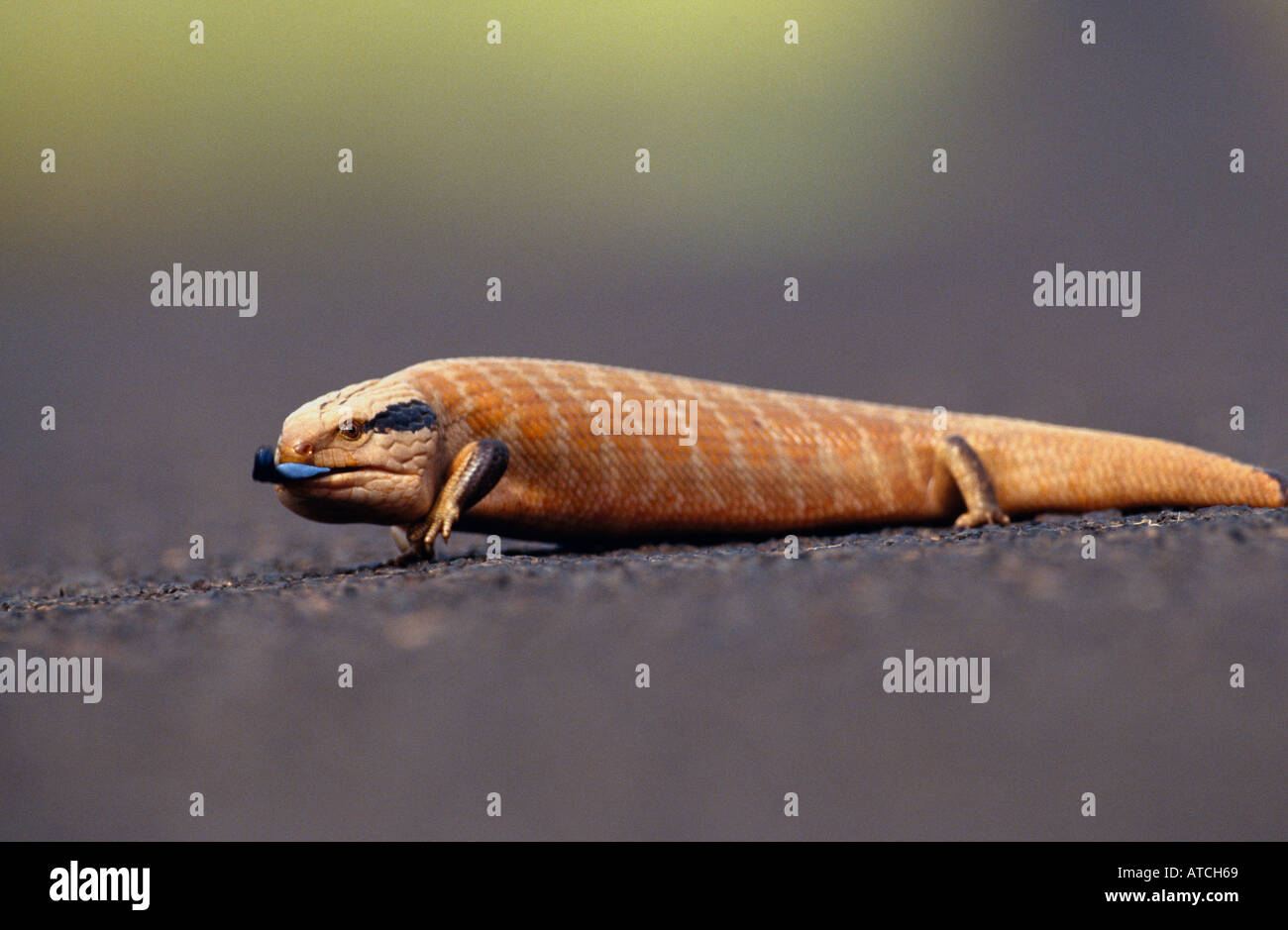 Blauen genutet Eidechse (Tiliqua Multifasciata), Australian Reptile Stockfoto