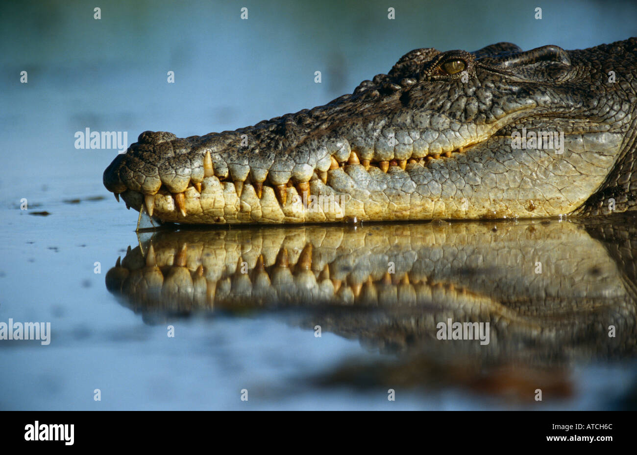 Mündungs-Krokodil (Crocodylus Pororus)-Australien Stockfoto