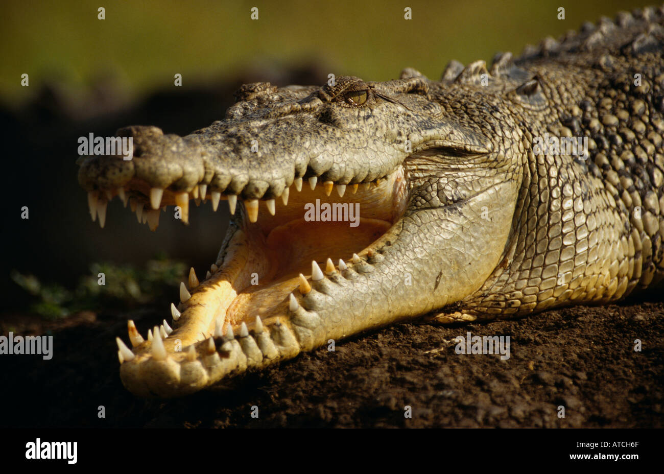 Mündungs Krokodil (Crocodylos Porosus) Australien Stockfoto