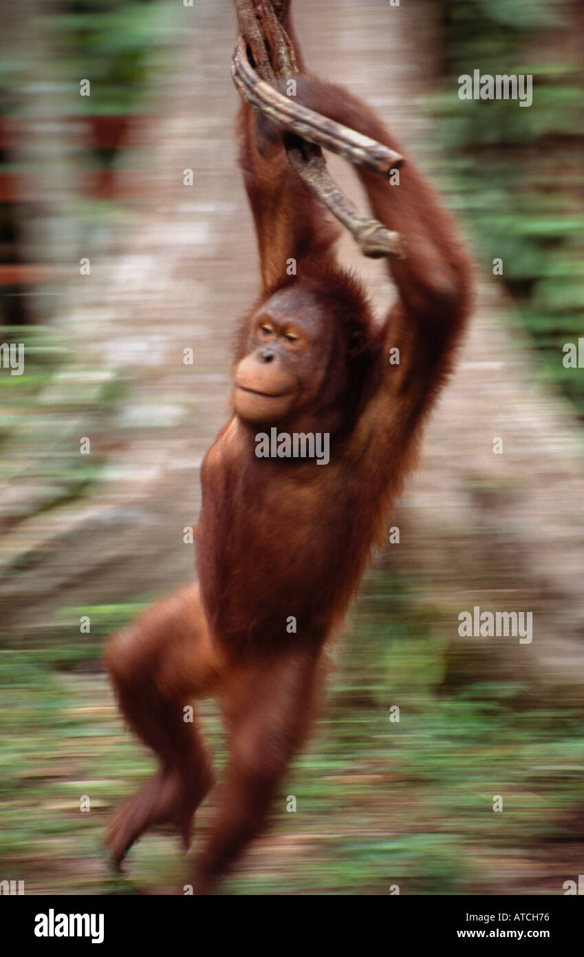 Borneo Orang-Utan (Pongo Pygmaeus) Stockfoto