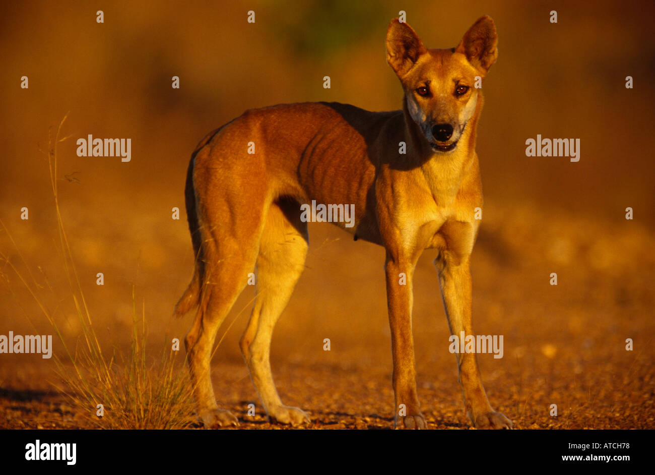 Wildhund Dingo (Lupus Dingo), Australien Stockfoto