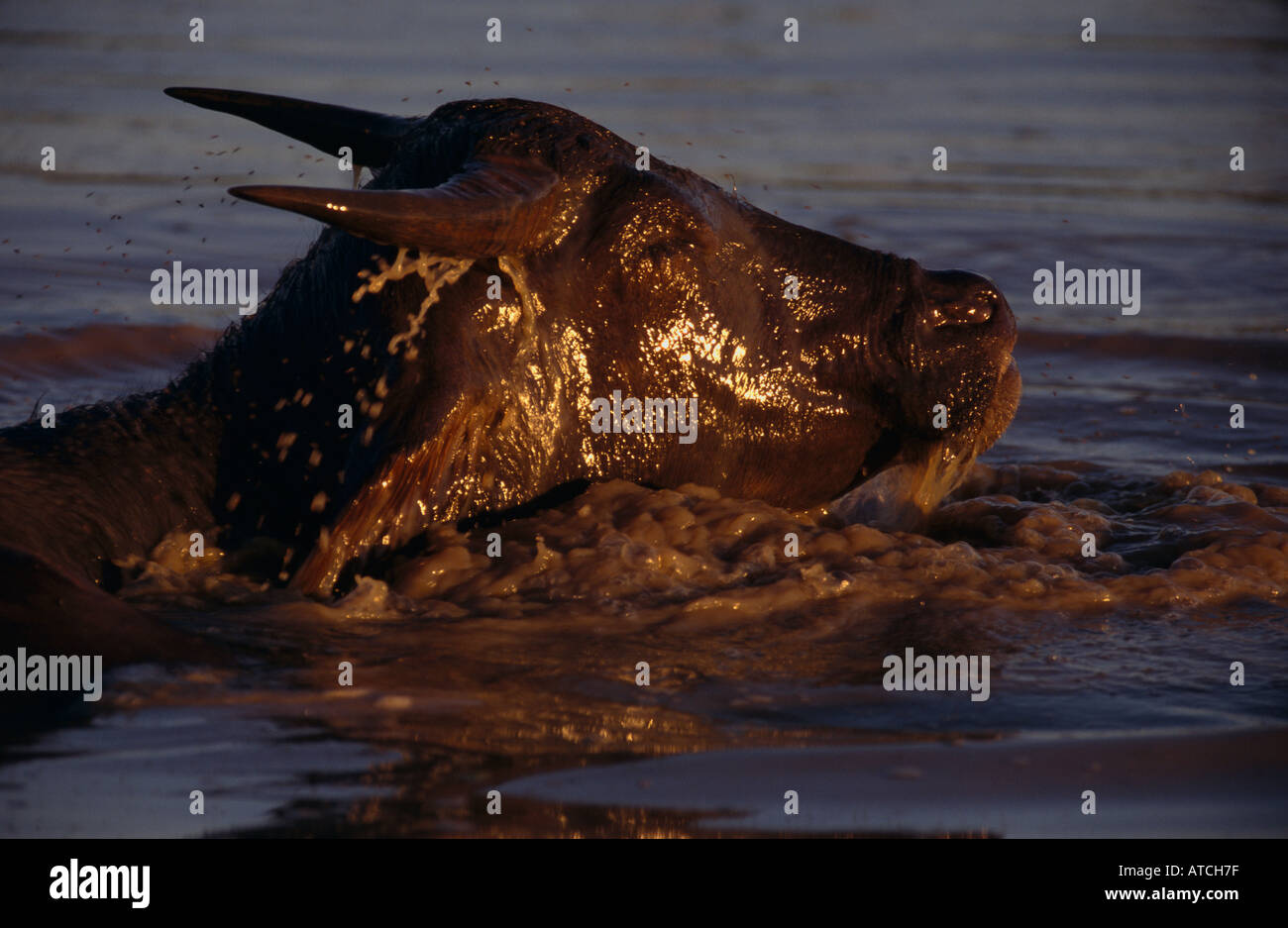 Verwilderte Wasserbüffel Crossing Wasser, Australien Stockfoto