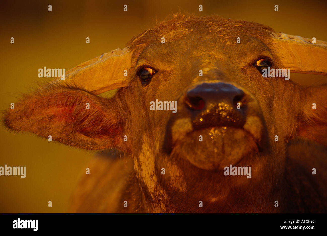 Wasserbüffel, Australien Stockfoto