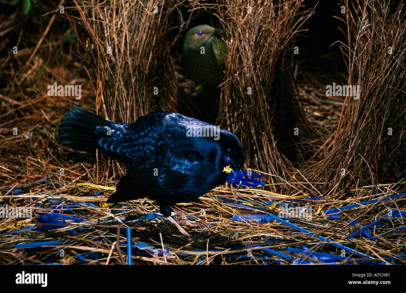 Reife Satin Bower Männchen (Ptilonorhynchus Violaceus) Verschachtelung Materialien sammeln Stockfoto