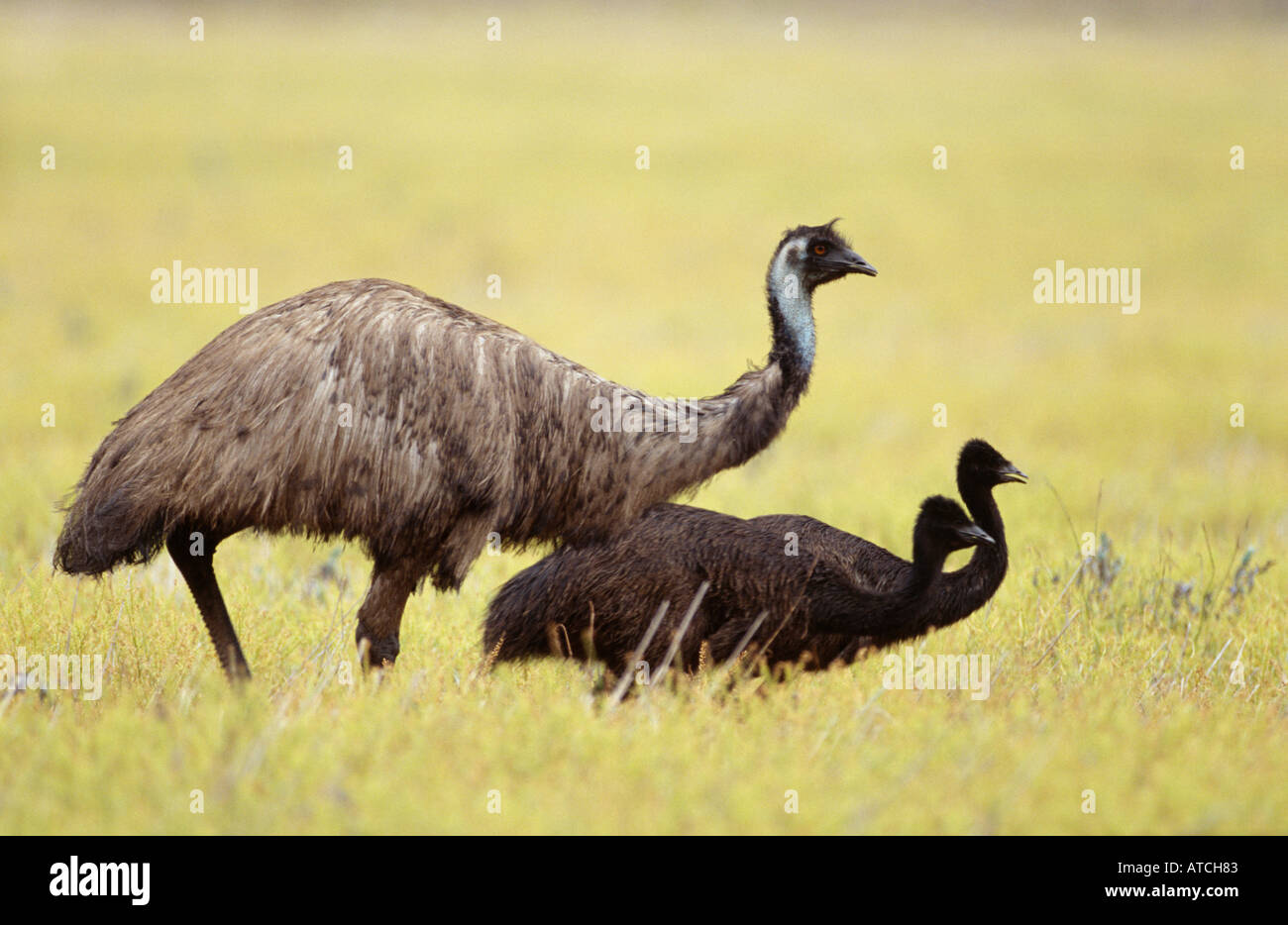 Weibliche Emu mit Küken im Grünland, Australien Stockfoto