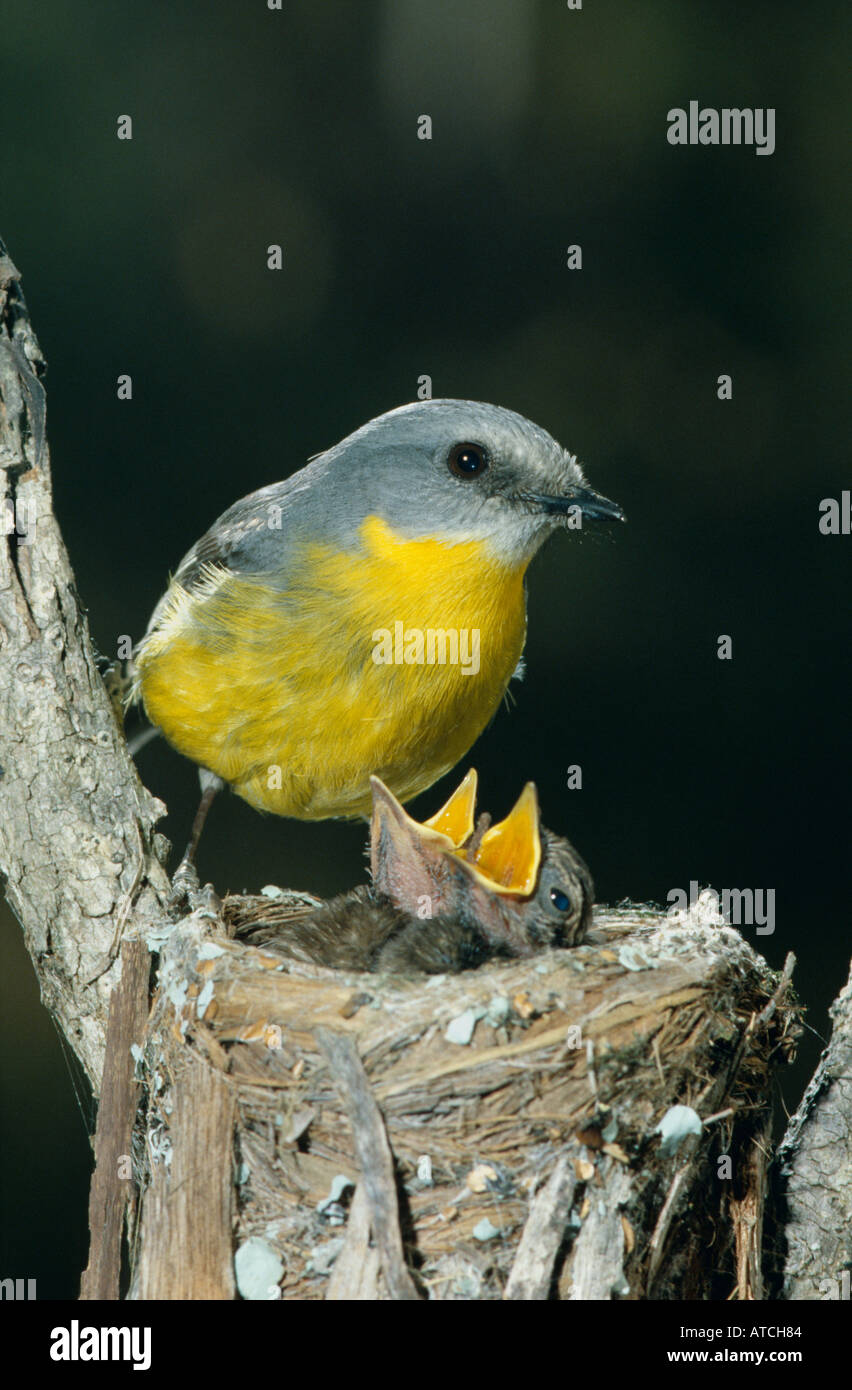 Weibliche Eastern gelbe Robin (Eopsaltria Australis) mit Küken im Wald, Deutschland Stockfoto