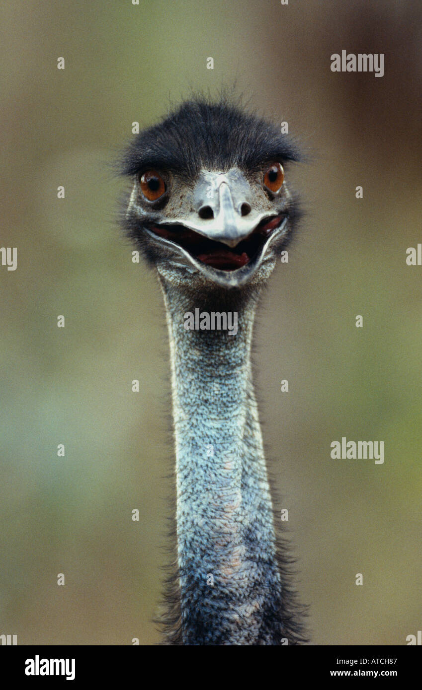 Young-Emu mit Mund öffnen, Australien Stockfoto