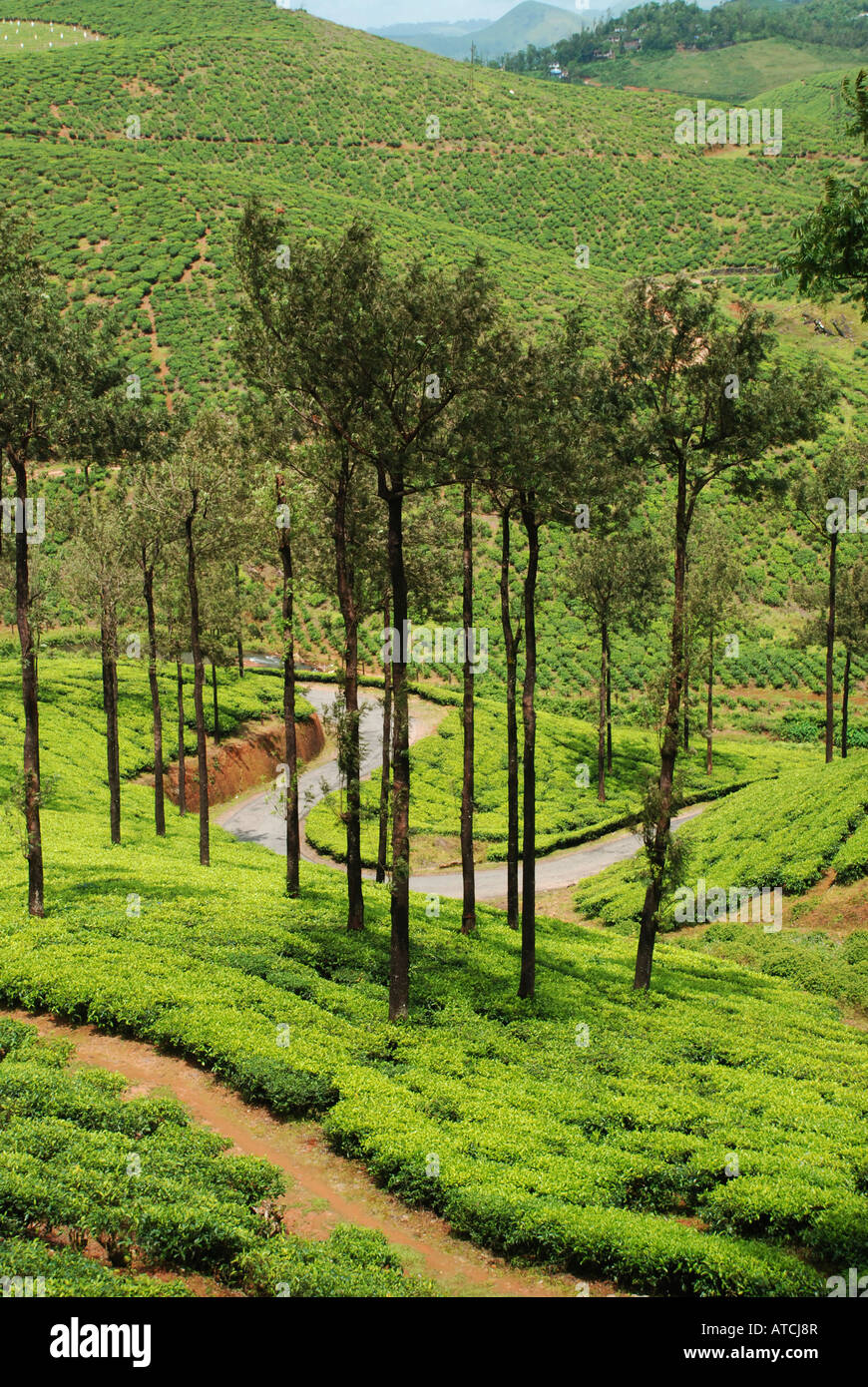 Tee Plantage über die Hänge in Kerala, Indien Stockfoto