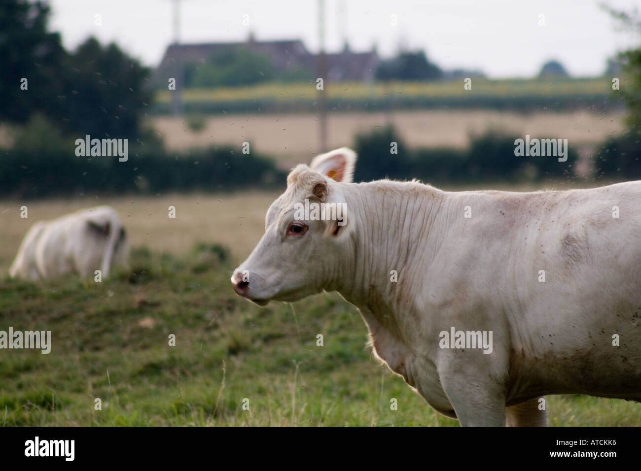 Frankreich-Kuh umgeben von fliegen Stockfoto