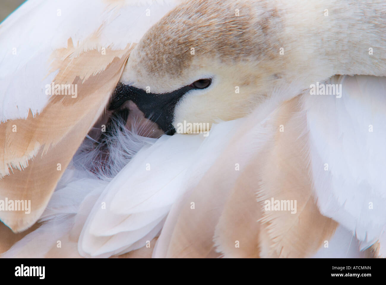Juvenile Höckerschwan Federn putzen Stockfoto