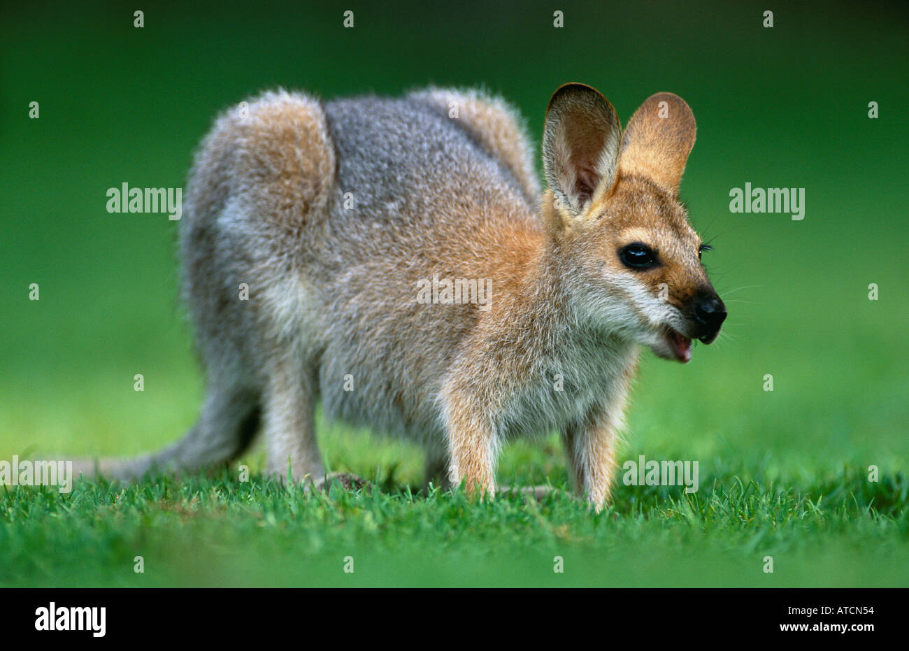 Red Necked Wallaby (Macropus Rufogriseus) kauerte und Beweidung in Grünland, Australien Stockfoto
