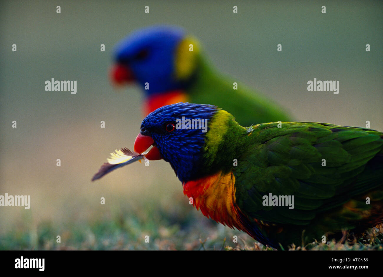 Regenbogen Lorikeet (Trichoglossus Haematodus) mit Feder, Australien Stockfoto