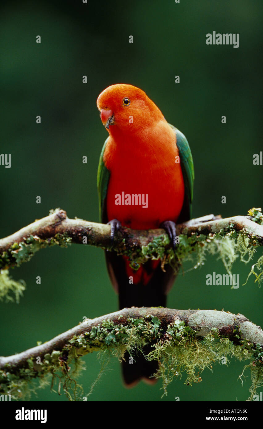 Australische King Parrot (Alisterus Scapularis) thront auf Regenwald Zweig bedeckt in Flechten Stockfoto