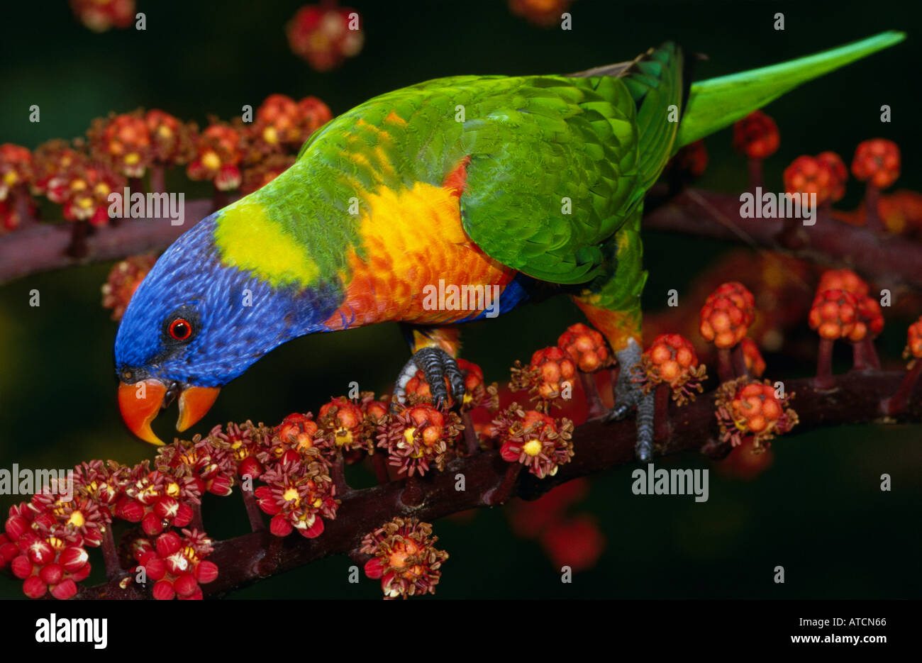 Regenbogen Lorikeet (Trichoglossus Haematodus) Essen Blumen, Australien Stockfoto