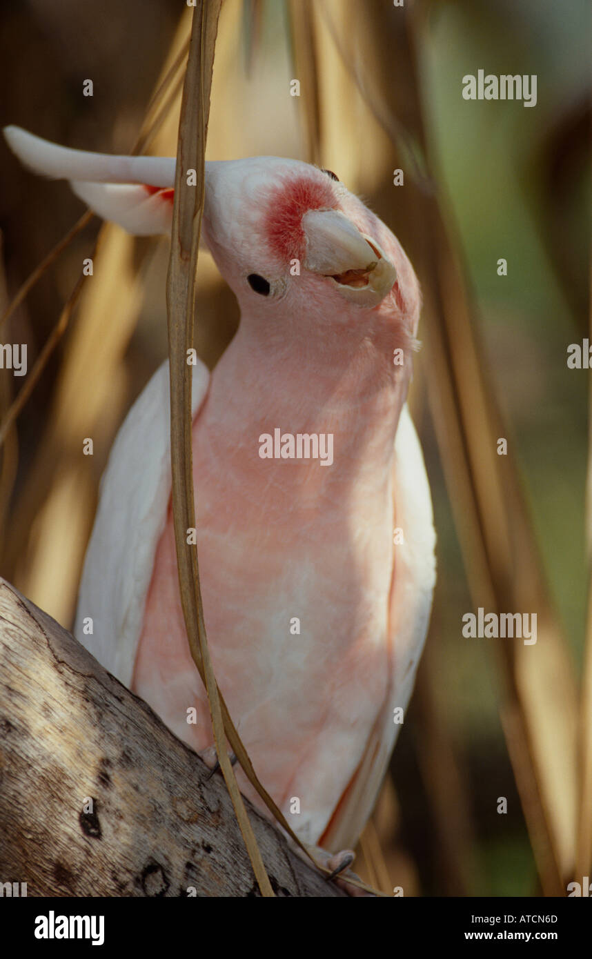 Rosa Kakadu (Cacatua Leadbeateri) Australien Stockfoto