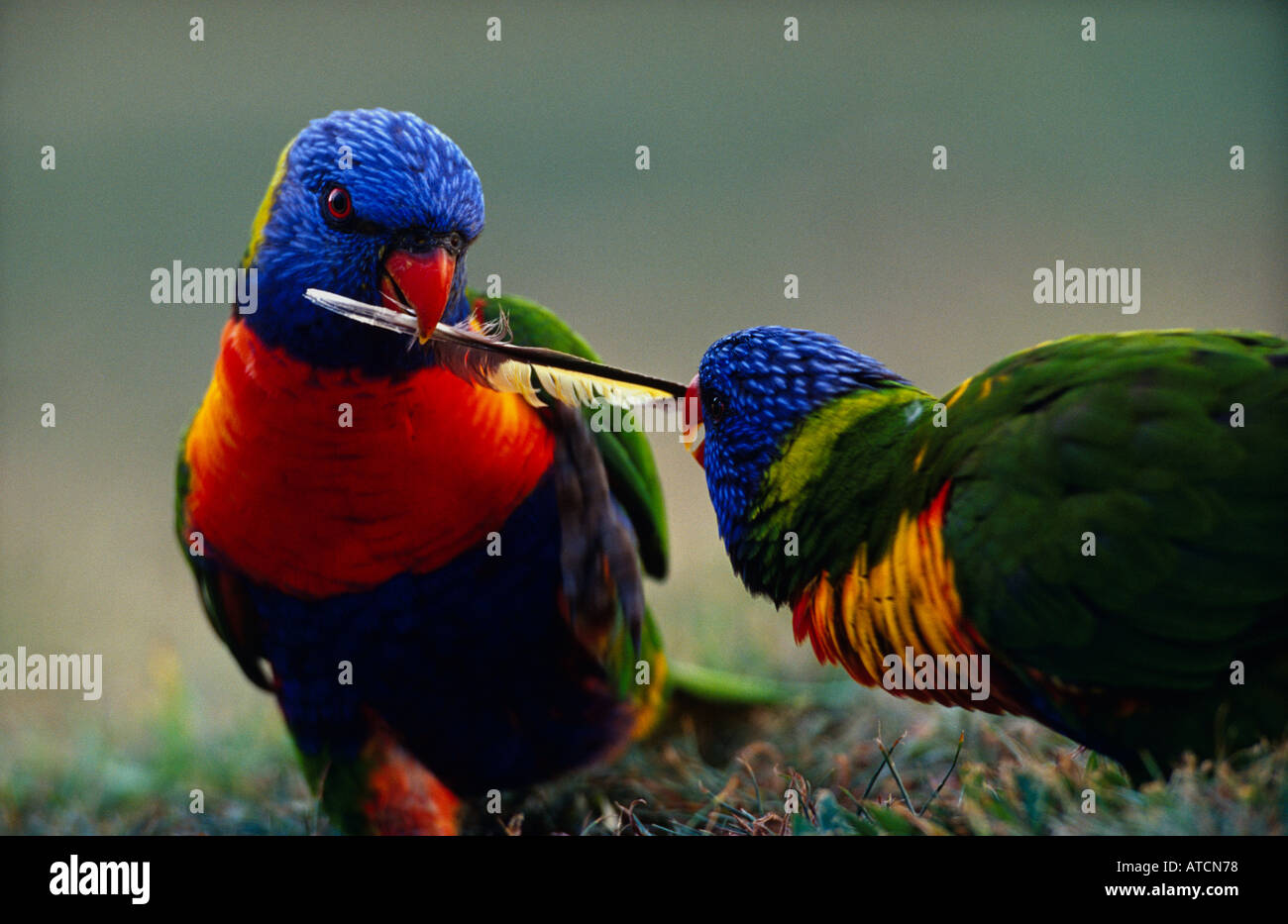 Allfarbloris (Trichoglossus Haematodus) mit Feder, Australien Stockfoto