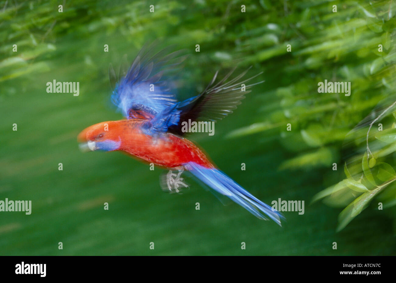 Crimson Rosella (Platycercus Elegans) australische Waldvogel im Flug Stockfoto