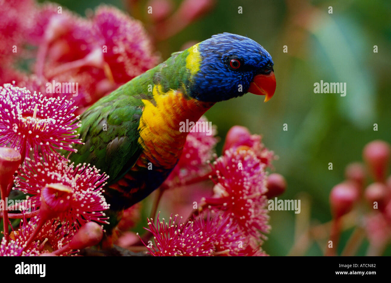 Regenbogen Lorikeet (Trichoglossus Haematodus) Australien Stockfoto