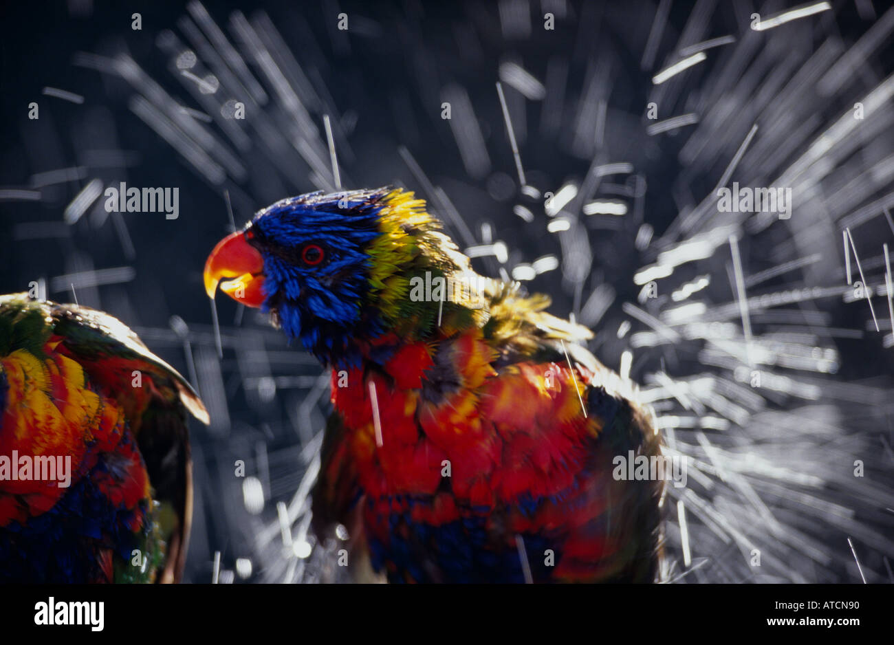 Regenbogen Lorikeet (Trichoglossus Haematodus) in Wasser, Australien Stockfoto