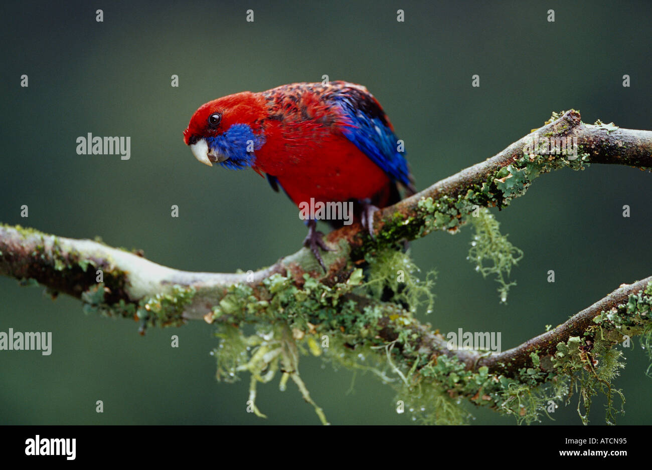 König Papagei (Alisterus Chloropterus) Australien Stockfoto