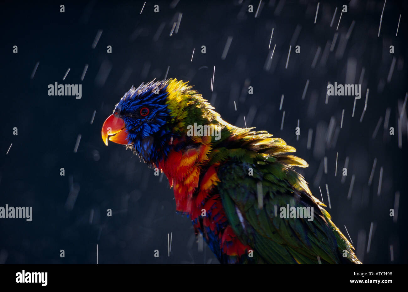 Regenbogen Lorikeet (Trichoglossus Haematodus) australischen Vogel Stockfoto