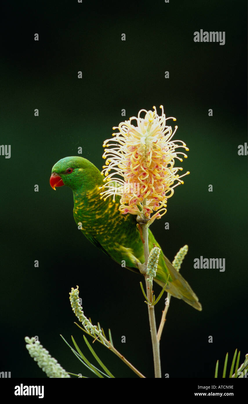 ScaleY Breasted Lorikeet (Trichoglossus Chlorolepidotus) auf einer Grevillea, Sorte Blume Stockfoto