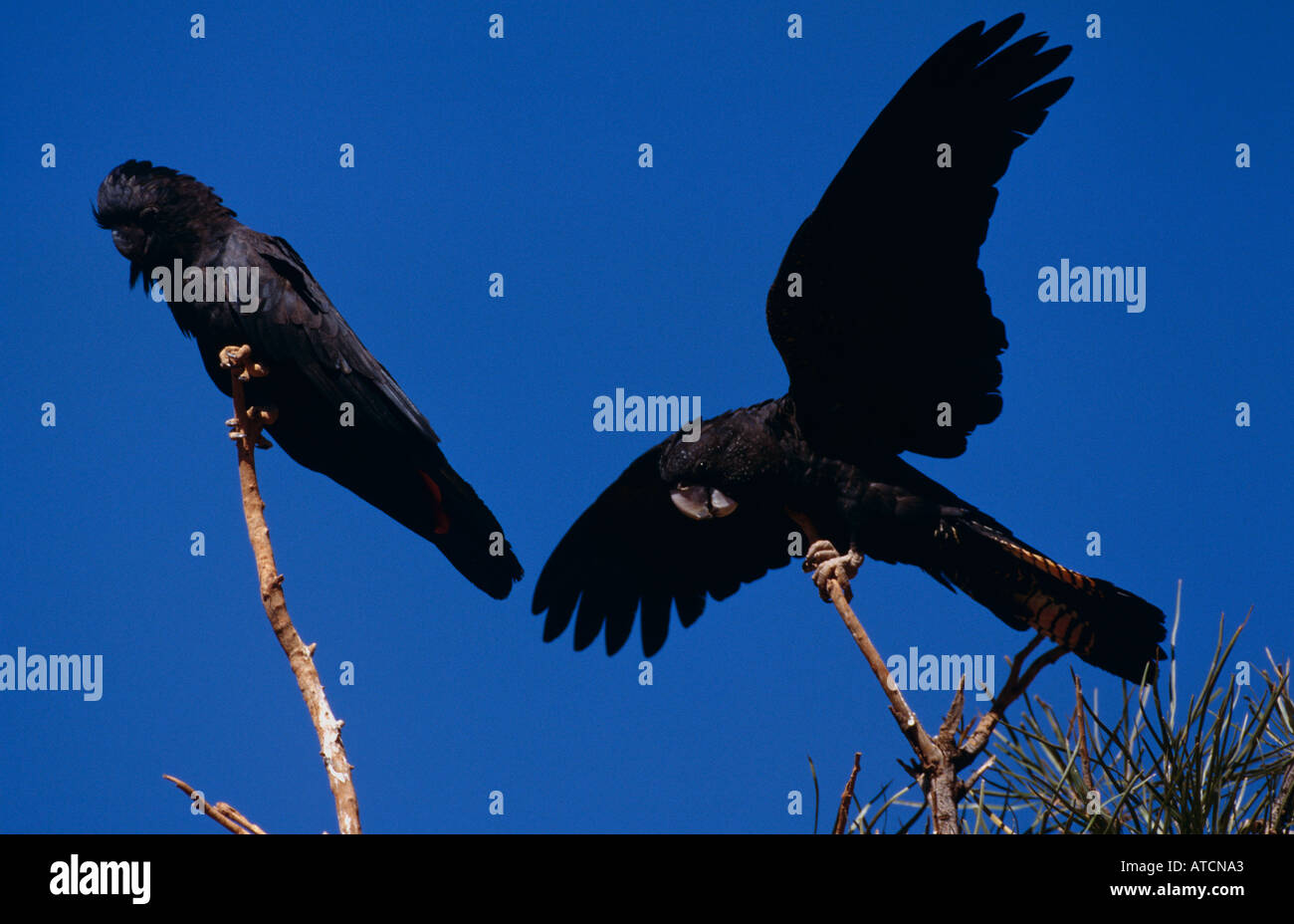 Paar von Red Tailed schwarzen Kakadus (Calyptorhynchus Magnificus) Australien Stockfoto