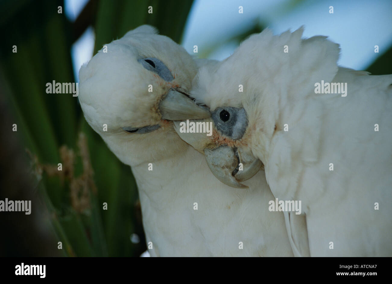 Little Corellas (Cocatua sanguineaund) gegenseitiges Putzen Stockfoto